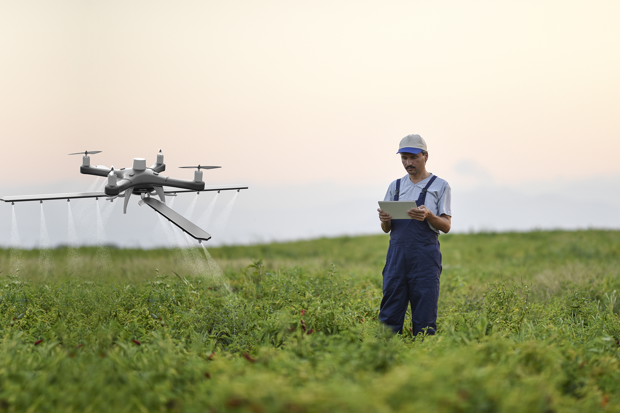 Farmer flying a drone of a field of crops