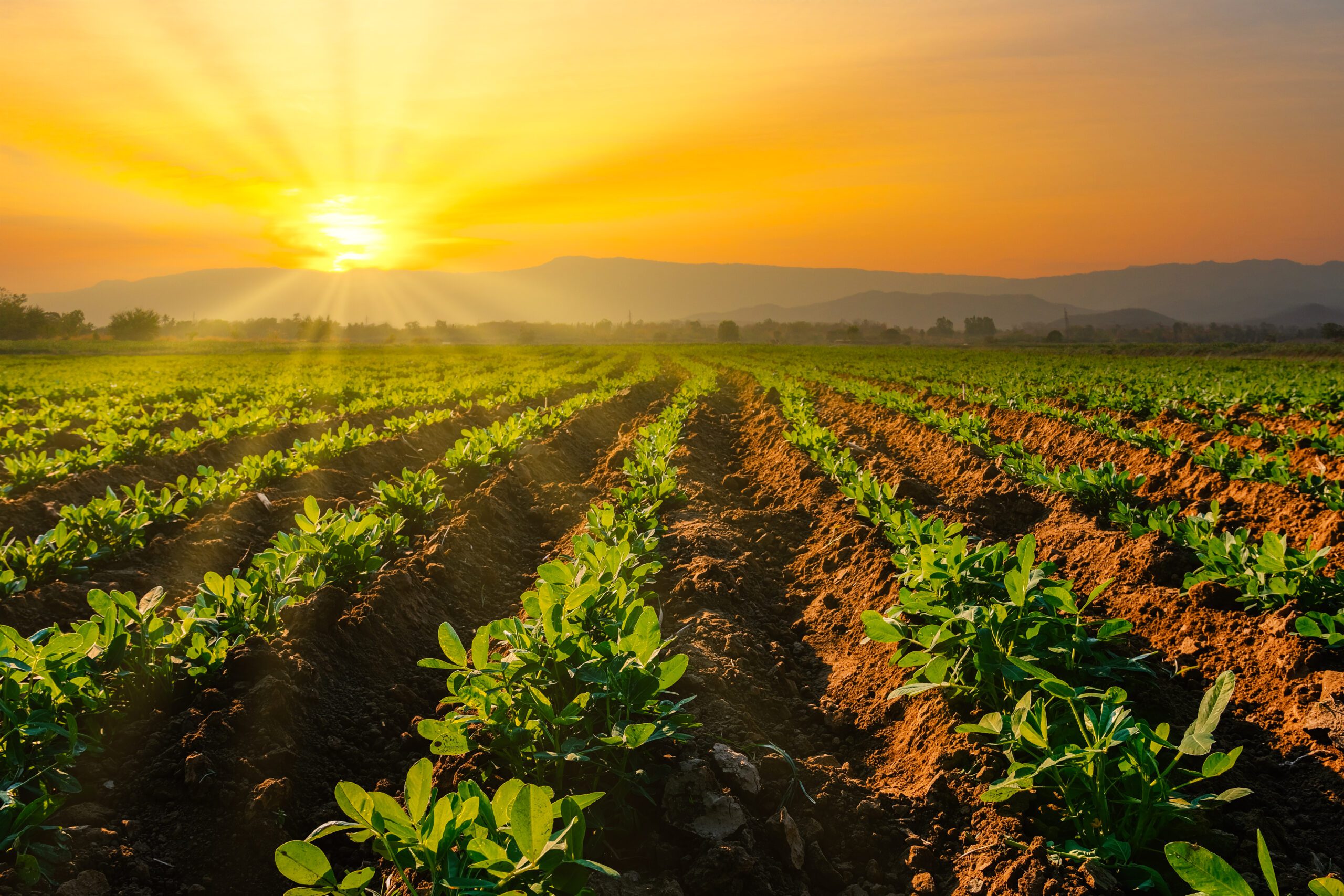 Photo of a field growing crops in front of a sunrise